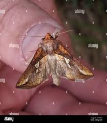 Image result for Plusia putnami