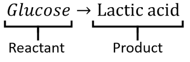 Anaerobic Respiration Key Stage Wiki
