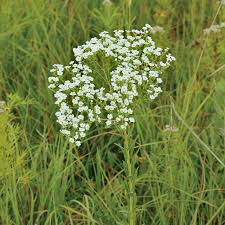 Image result for Euphorbia