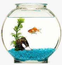 Download Fish Sticker Goldfish Bowl For Free Nicepng Provides Large Related Hd Transparent Png Images Goldfish Bowl Goldfish Goldfish Types