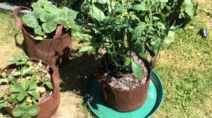 Grow three plants in an 18 inch (45 cm) pot. Tomato Plant Grown In A 1 Gallon Grow Bag With Massive Roots Youtube