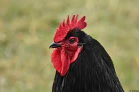 The jersey giant is known as a calm and docile breed with an even temperament. Jersey Giant Huhn Grosse Platzbedarf Eigenschaften Selbstversorger De