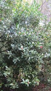 Image result for Acokanthera schimperi