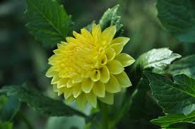 Fondos de pantalla : naturaleza, Flores amarillas, amarillo, Dalias, dalia,  flora, pétalo, flor silvestre, botánica, Planta de tierra, planta  floreciendo, Planta anual, Familia de la margarita 4288x2848 - lumberjacck  - 208277 - Fondos de pantalla ...
