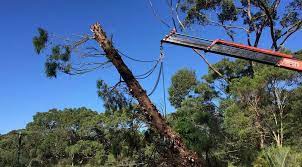 Pin On North Shore Tree Loppers