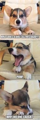 15 Animals Telling The Funniest Dad Jokes Animal Jokes Cute Animals Dog Jokes