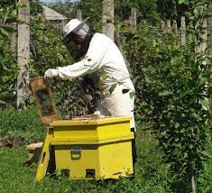 Ce înseamnă să fii avocat? Programul National Apicol Cati Bani Primeste Un Apicultor De La Stat Stiriagricole Ro