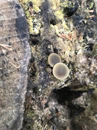 Image result for Simocybe centunculus