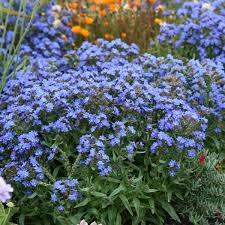 Image result for Anchusa capensis
