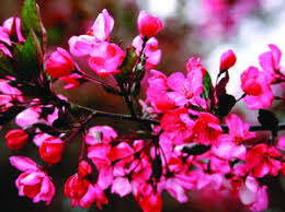 The tart juicy plums are excellent for home canning. Hardy Alternatives To Flowering Cherries Dogs And Crabs The Seattle Times