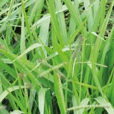 Image result for Urochloa brizantha