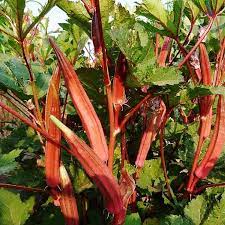 Okra Seeds Jing Orange Vegetable Seeds In Packets Bulk Eden Brothers Okra Seeds Vegetable Seed Heirloom Vegetables