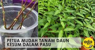 Cucuk 1/4 keratan tersebut ke dalam pasu. Ada Taste Petua Mudah Tanam Daun Kesum Dalam Pasu Daun Kesum Antara Bahan Wajib Dalam Masakan Laksa Dan Asam Pedas Tanpa Daun Kesum Bagai Tak Sempurna Masakan Kita Aroma Yang Ada