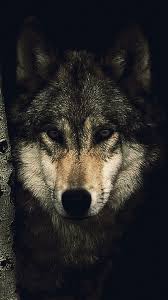 We hope you enjoy our growing collection of hd images to use as a background or home screen for your smartphone or computer. Wolf Wallpaper For Iphone 72 Images 33 Phone Wallpaper
