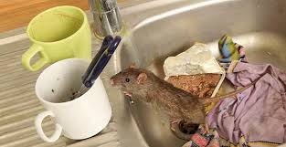 Blog - What Every Property Owner In Lynchburg Needs To Know About Rats