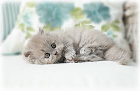 Most popular cat breeds persian cats 101 fun interesting facts #persiancat from wikipedia: Persian Breed Personality Persian Breed Traits Dollface Persianssuperior Quality Persian Himalayan Kittens For Sale In A Rainbow Of Colors In Business For 32 Years