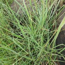 Image result for Ischaemum afrum