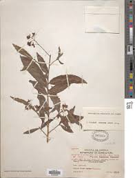 Image result for Rhabdophyllum welwitschii