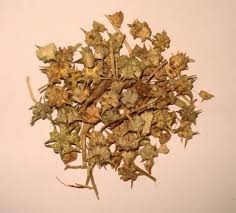 Image result for Pedalium