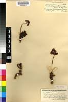 Image result for Crassula globularioides