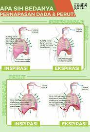 Ketika anda mengambil napas dengan teknik pernapasan perut, otot. Ada Apa Saja Jenis Jenis Proses Pernapasan Manusia Biologi Kelas 8