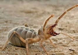 Like insects and other pests, spiders are creative and relentless at getting into your home. What Is The Scariest Insect You Have Ever Seen Quora