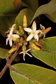 Image result for Landolphia kirkii