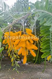 Image result for Sesbania