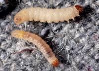 Aug 21, 2020 · pantry moths may look small, but they can cause big problems in your kitchen. Carpet Beetles And Clothes Moths What They Are What They Eat And How To Control Them