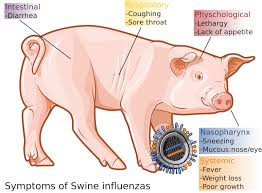 They then gradually lose their appetites and become depressed. China Flight Systems Jammed By Pig Farm S African Swine Fever Defences Boing Boing