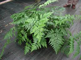 Image result for Rumohra adiantiformis