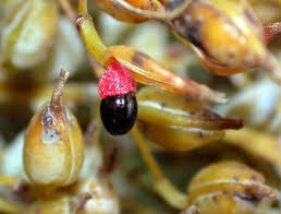 Image result for Bocconia