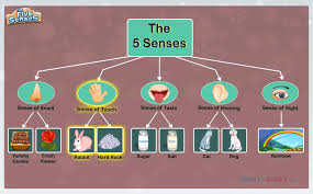 Five Senses Lesson For Grade 1 Kids Learn About Your Five Senses