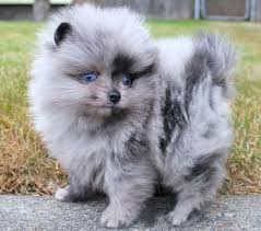 Why buy a pomeranian puppy for sale if you can adopt and save a life? Pomeranian Price Range Cost How Much Are Pomeranian Puppies
