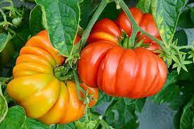 Check spelling or type a new query. 21 Of The Best Heirloom Tomato Varieties Gardener S Path