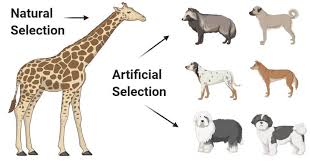 17 Differences Between Natural And Artificial Selection In 2020 The Selection Natural Selection Nature