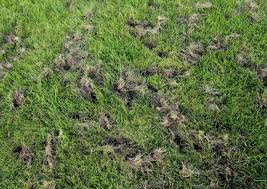 Ein wespennest unterm dach löst bei vielen hausbesitzern zunächst einen kleinen schockmoment aus. Dachs Macht Arger Looduskalender