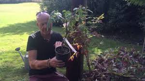 Just remove flowered shoots, cutting them off just above the new growth on the stem in summer; Caring For Tree Peonies How To Get The Best From Your Tree Peony