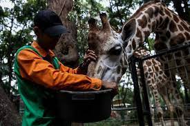 Foto kondisi hewan kebun binatang surabaya memprihatinkan! 22 000 Pekerja Kebun Binatang Seluruh Indonesia Terancam Kehilangan Pendapatan Halaman All Kompas Com