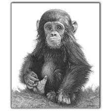 Pin On Monkey S Gorilla S Chimp S