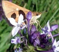 Image result for Pentanisia