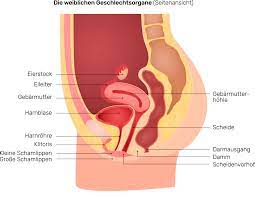 Also innen ist die scheide immer rot (zumal die scheide nur innen ist). Der Weibliche Intimbereich Vulva Und Vagina Sind Nicht Dasselbe Deumavan