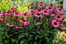 Pentas might get long and woody, but you can cut them back and they will rejuvenate themselves. 10 Best Low Maintenance Flowers For Effortless Garden By Charlotte Boyle Medium