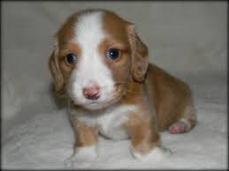 Hi, i'm lil and i raise miniature dachshunds in short hair and long hair in a variety of colors here in sunny central florida. Gorgeous Small Akc Cream Pie Miniature Dachshund Puppy Bailey For Sale In Mount Plymouth Florida Classified Americanlisted Com
