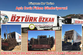 Chandler Ceviz Fidani Ihrac Sahil
