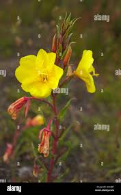 Image result for Oenothera stricta