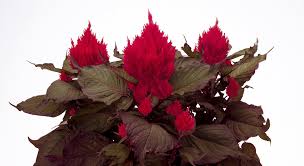 Image result for Celosia elegantissima