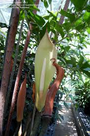 Image result for Anchomanes