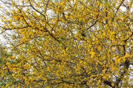 Image result for Acacia exuvialis