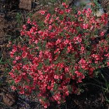 Image result for Indigofera hilaris